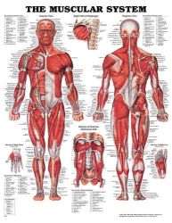 Anatomy Charts Muscular System * Classic illustrations by Peter Bachin * Shows anterior and posterior views of the muscular system * Also illustrates right half of the diaphragm, muscles of the posterior abdominal wall, and muscles of the right and right foot * Colorful, laminated and detailed * 20
