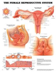 Anatomy Charts Female Reproductive * Shows ovary, fallopian tube, uterus and vagina * Illustrates ovum, the female pelvic organs (sagittal section) and the female perineum. * Provides views of ovary and uterus during the menstural cycle * Colorful, laminated and detailed * 20