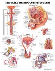 Anatomy Charts Male Reproductive * Provides anterior and posterior view of the system * Shows the pelvic organ (oblique section) and cross-section of the penis * Illustrates the prostate, perineum, spermatogenesis, testis, and vasculature & innervation * Colorful, laminated and detailed * 20
