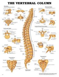 Anatomy Charts Vertebral Column Chart * Highly detailed, life-size model shows all significant features for each vertebra, including vertebral body, spinous and transverse processes, vertebral notch and spinal canal * Features complete pelvis, sacrum, occipital bone, vertebral artery and nerve branches * Herniated disc between the 3rd and 4th lumbar vertebrae * Ideal teaching model for students, for patient education by chiropractors, orthopedic surgeons and other medical professionals, and for company health programs on lifting and bending * 2-part stand included. Size: Spine 29