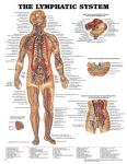 Lymphatic System Chart 20