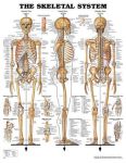 Skeletal System Chart 20