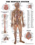 Nervous System Chart 20