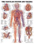 Vascular System Chart 20