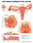 Female Reproductive Chart