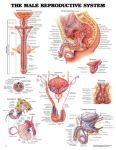 Male Reproductive Chart 20
