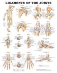 Ligaments of the Joints Chart 20